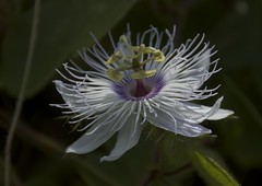 Passifloraceas nativas do RN