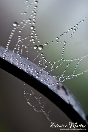Web in the fog