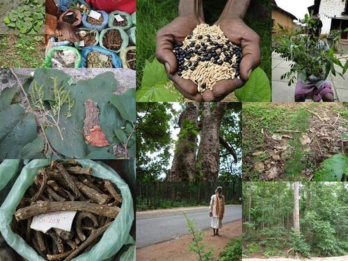 Indigenous Medicinal Rice Formulations for Diabetes and Cancer Complications, Heart and Kidney Diseases (TH Group-101 special) from Pankaj Oudhia’s Medicinal Plant Database by Pankaj Oudhia