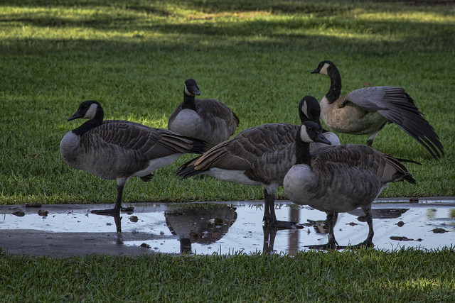 Canada geese at Furman Park