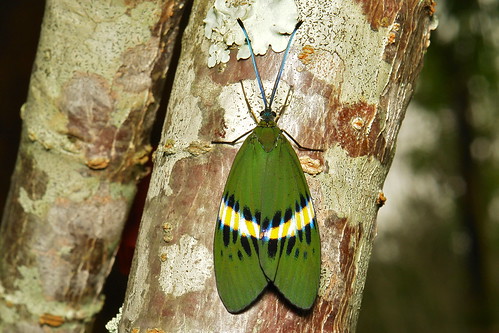 Zygaenid Day-Flying Moth (Eterusia repleta, Zygaenidae)