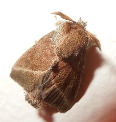Moth (Mm)