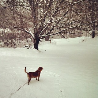 Snowphie! #dogstagram #Rescued #houndmix #snow #ilovemydogs #instadog #winterwonderland