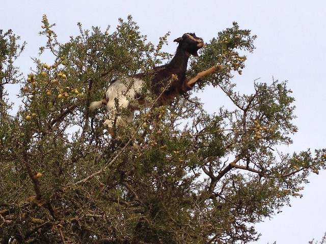 Goats in argon trees in Morocco