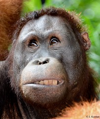 Hominidae - Great Apes