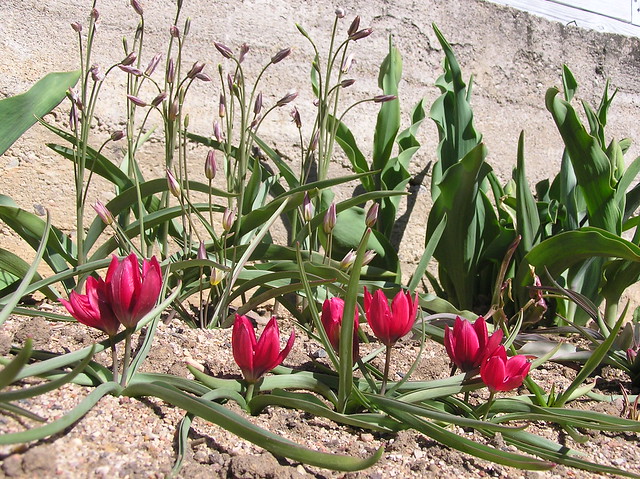 Tulipa humilis 'Lilliput' & Tulipa turkestanica