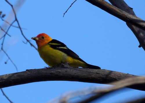 Western Tanager by Mike's Birds