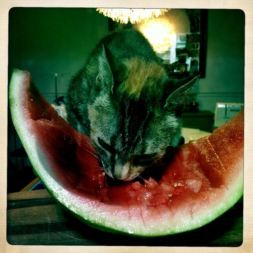 Watermelon loving cat