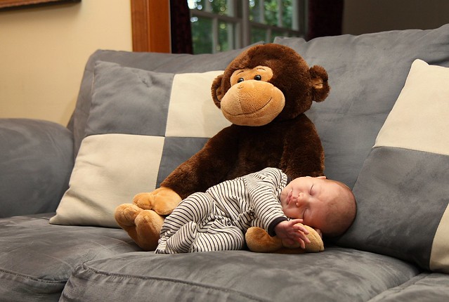 Monkey Taking Care of Griffin