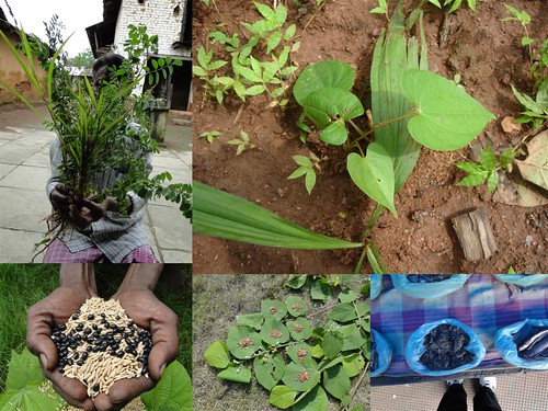 Indigenous Medicinal Rice Formulations for Diabetes and Cancer Complications, Heart and Kidney Diseases (TH Group-102) from Pankaj Oudhia’s Medicinal Plant Database by Pankaj Oudhia