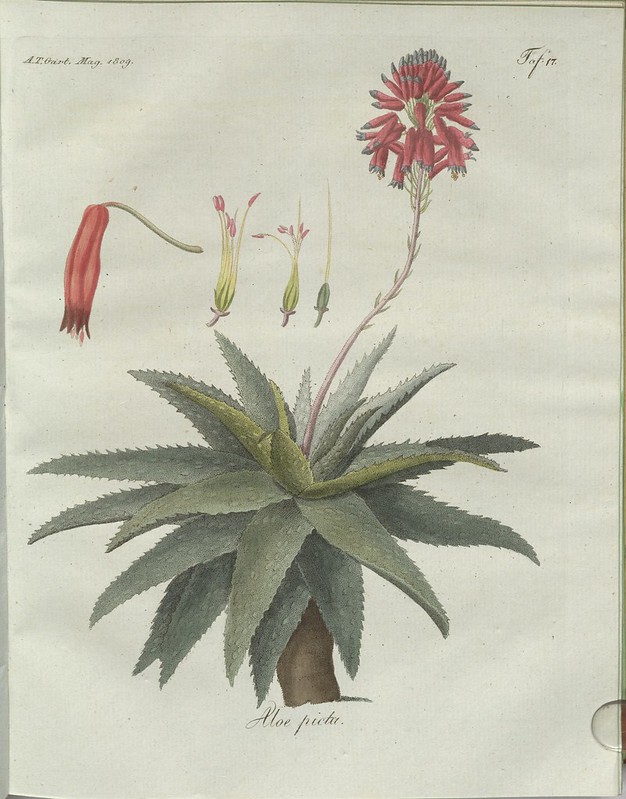 Aloe picta (hand-coloured botanical engraving courtesy kulturerbe niedersachsen)