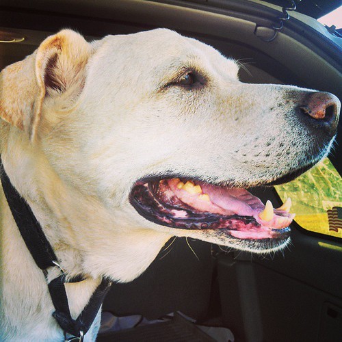 Zeus' turn for a R-I-D-E #bigdog #dogstagram #love #smile
