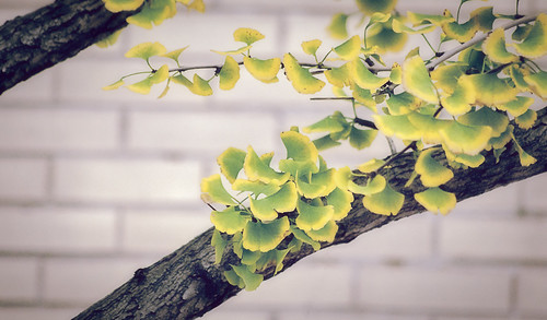A beautiful Ginkgo tree that I saw while out for a walk the other day.... by Geekgirly