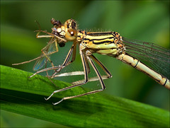 dragonfly & damselflies