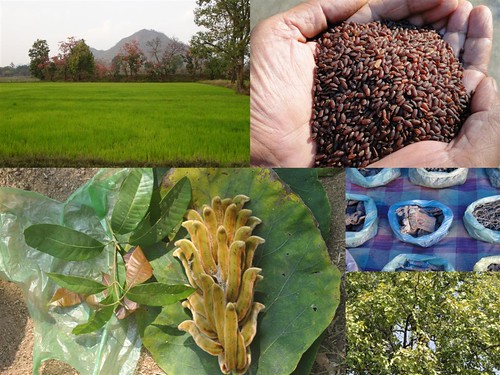 Validated and Potential Medicinal Rice Formulations for Hypertension and/with Diabetes mellitus Type 2 Complications (TH Group-274) from Pankaj Oudhia’s Medicinal Plant Database by Pankaj Oudhia