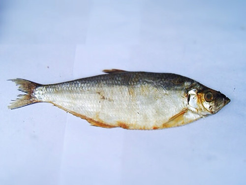 How do you prepare salted herring fish?