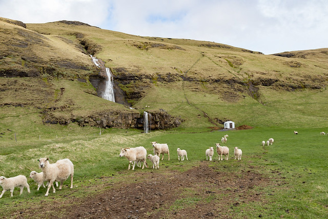sheep and waterfall