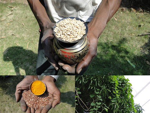 Medicinal Rice Formulations for Diabetes Complications and Heart Diseases (TH Group-40) from Pankaj Oudhia’s Medicinal Plant Database by Pankaj Oudhia