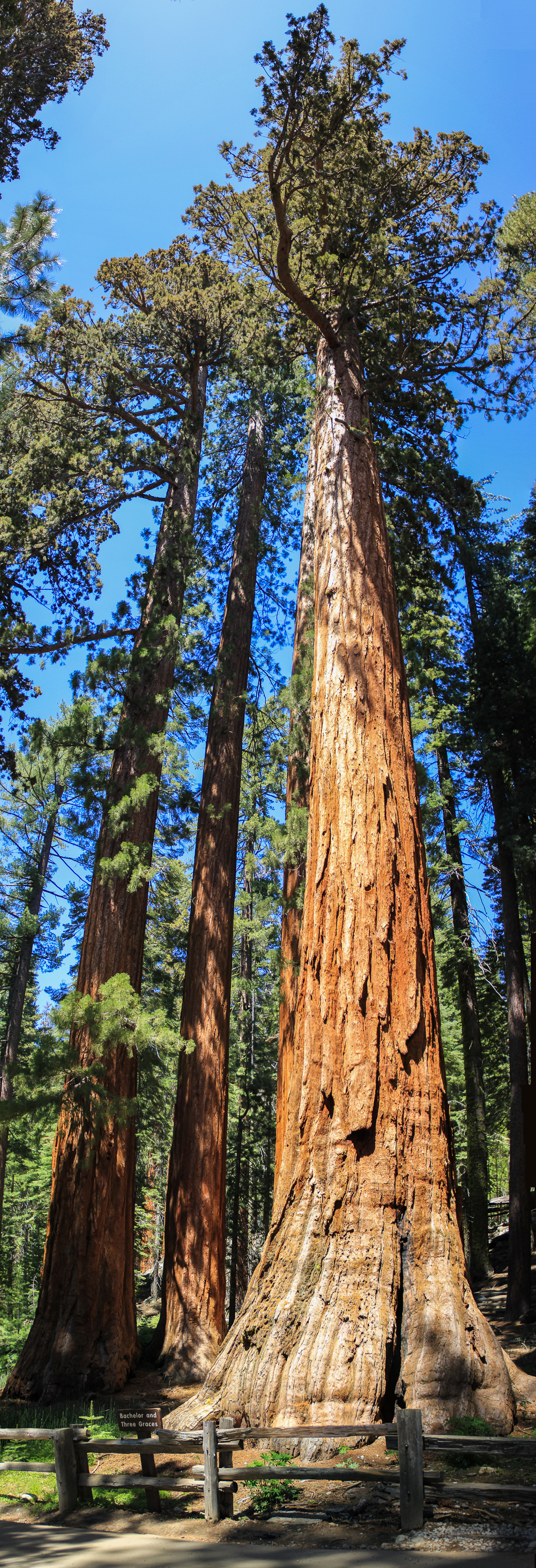 Sequoia panorama 2