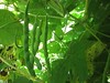 Green Beans Inside the Trellis