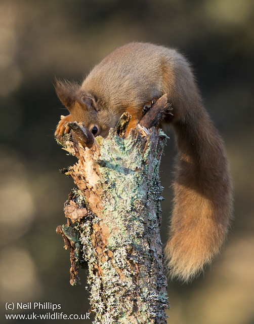 red squirrel-10