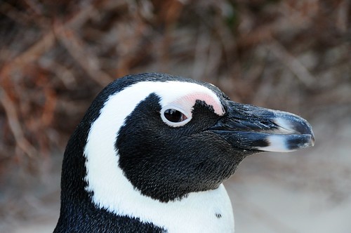 African Penguin (Spheniscus demersus) by brendonwhite