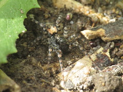 Wolf Spiders - Lycosidae