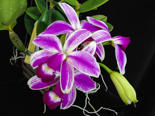 C. violacea var. semi-alba 'Icabaru' by hawaiiansunshine