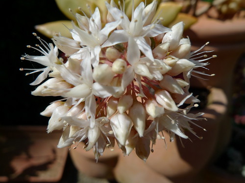 094-sedum nussbaumerianum flowers by dadoobe
