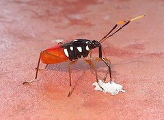 Bug (A)