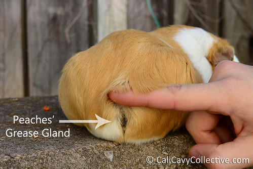 Guinea pig Peaches' Grease Gland