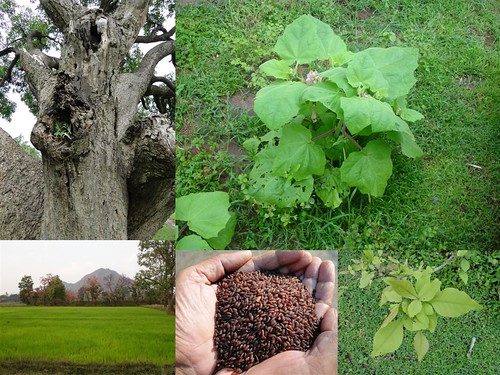 Validated and Potential Medicinal Rice Formulations for Diabetes (Madhumeh) and Cancer Complications and Revitalization of Kidney (TH Group-168) from Pankaj Oudhia’s Medicinal Plant Database by Pankaj Oudhia