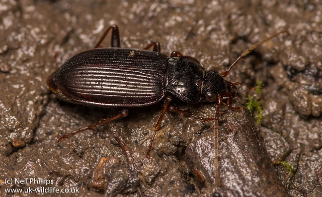 ground beetle-3