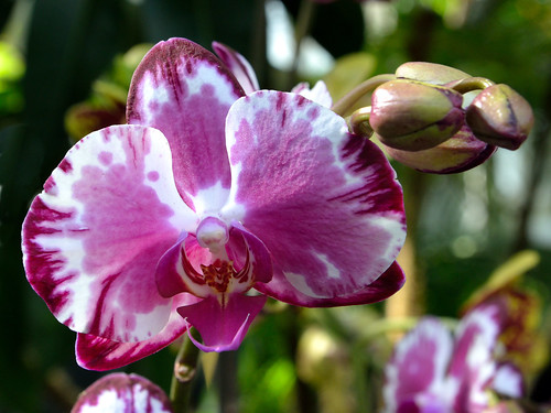 Orchid Beauty