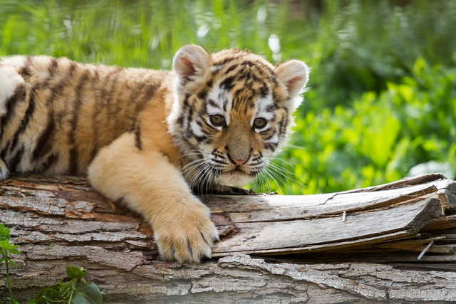 Siberian tiger cub - take 2