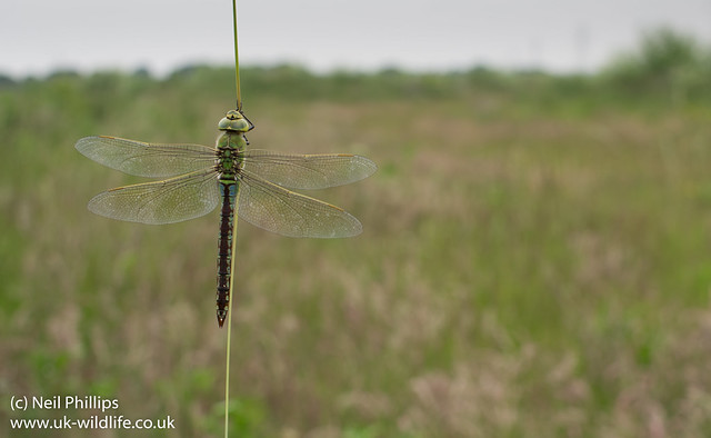 Female emperor dragonfly wide angle-6