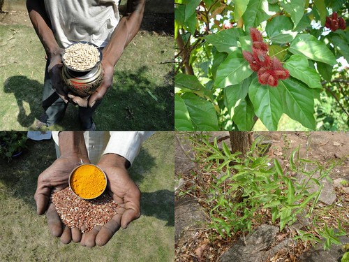 Medicinal Rice Formulations for Diabetes Complications and Heart Diseases (TH Group-43) from Pankaj Oudhia’s Medicinal Plant Database by Pankaj Oudhia