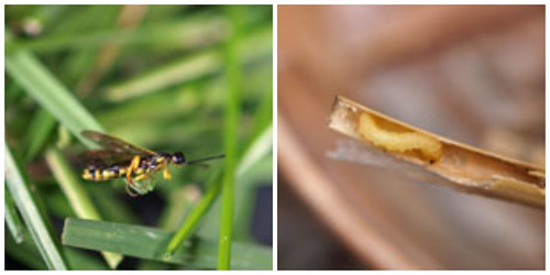 Adult and larva sawfly