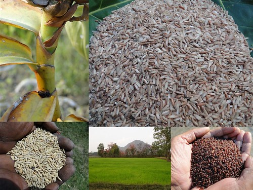 Validated and Potential Medicinal Rice Formulations for Diabetes Type 2 and Leukemia Complications (TH Group-198) from Pankaj Oudhia’s Medicinal Plant Database