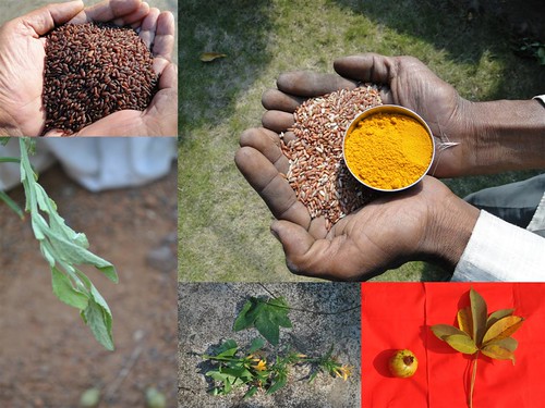 Validated and Potential Medicinal Rice Formulations for Hypertension (High Blood Pressure) with Diabetes mellitus Type ii (Madhumeh) Complications (TH Group-304 special) from Pankaj Oudhia’s Medicinal Plant Database by Pankaj Oudhia