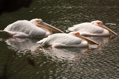Great White Pelican by Quazi Ahmed Hussain