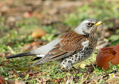 Chats & thrushes