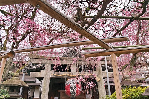 【写真】桜 : 雨宝院