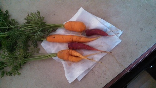 Carrots we grew