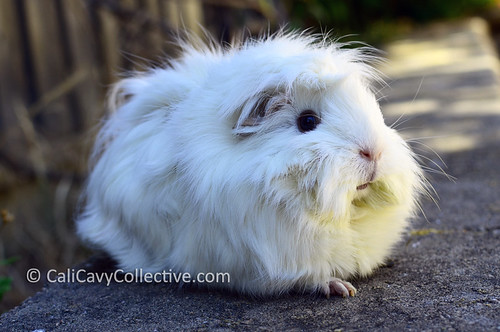 Fluffy guinea pig Abby-Roo