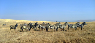Zebraherde (Ngorongoro)