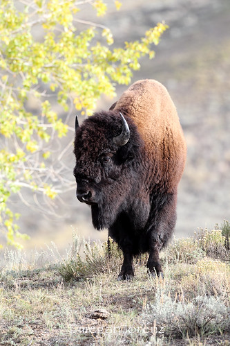 Bison Bison by Megan Lorenz