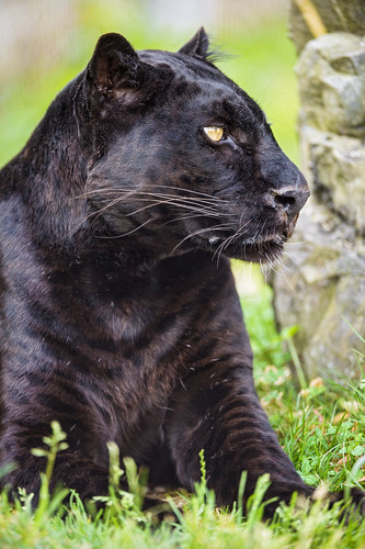 Blacky looking at the side by Tambako the Jaguar