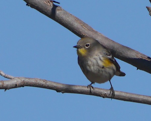 Audubon's Warbler (Yellow-rumped Warbler subspecies) - 1