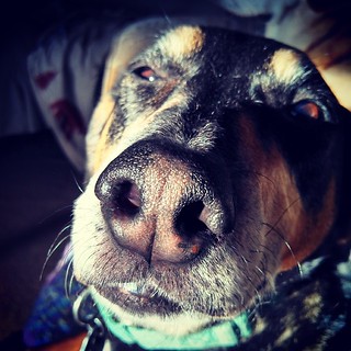 Good Morning! Tut hopes you've got a cozy #sunspot too! #dogstagram #Rescued #coonhoundmix #adoptdontshop #ilovemydogs #instadog #sleepy #morning